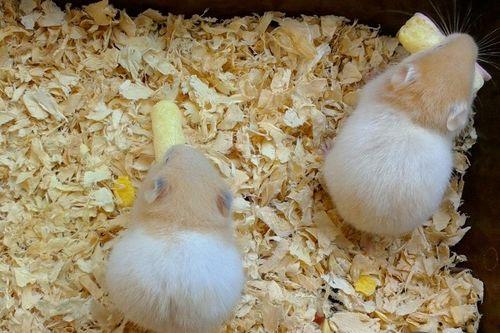 仓鼠可以吃瓜菜干吗,瓜菜干是否适宜作为仓鼠食物